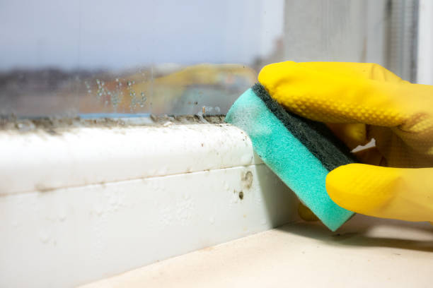Best Commercial Mold Remediation in New Whiteland, IN
