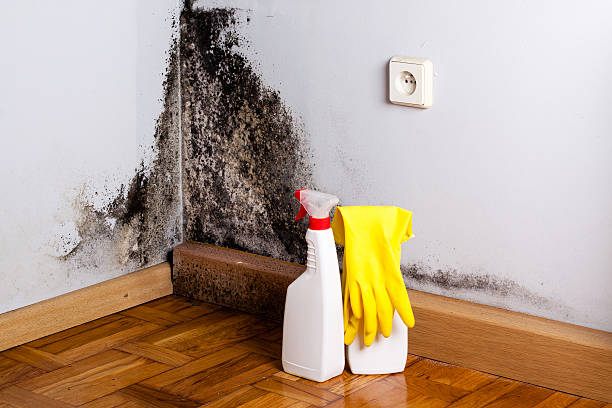 Professional Mold Remediation in New Whiteland, IN